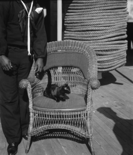 U.S.S. Vixen, Miss Vixen, the mascot, between 1890 and 1901. Creator: Unknown.