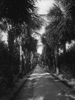 Palm Beach, Florida, Ocean Avenue, between 1880 and 1901. Creator: Unknown.