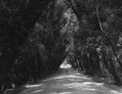 Willow Road, Gloucester, Mass., c1904. Creator: Unknown.
