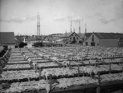 Drying fish, Gloucester, Mass., c1906. Creator: Unknown.