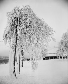 Snow studies, Prospect Park, Niagara, between 1880 and 1901. Creator: Unknown.
