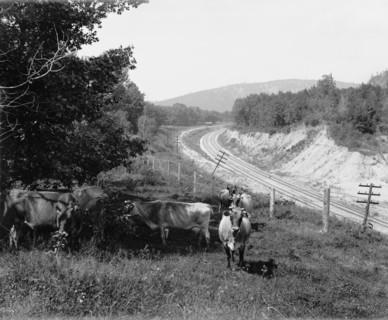 Devil's Lake, Wis., Hopkin's jerseys, between 1880 and 1899. Creator: Unknown.