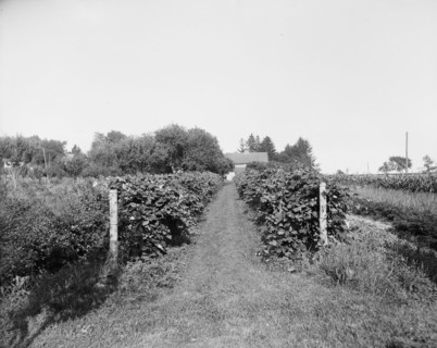 Grape vines at Rio Vista, Grosse Ile, Mich., between 1900 and 1910. Creator: William H. Jackson.