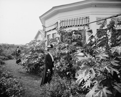 Foliage and east window of officers' club, National Cash Register [Company], Dayton, Ohio, (1902?). Creator: William H. Jackson.