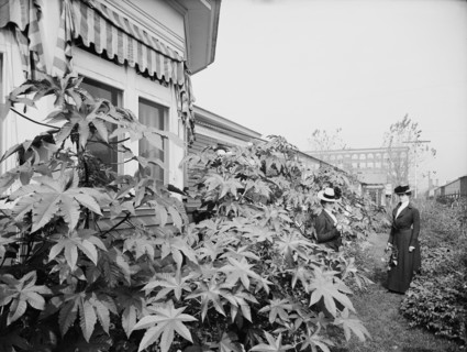 Foliage and east window of officers' club, National Cash Register [Company], Dayton, Ohio, (1902?). Creator: William H. Jackson.