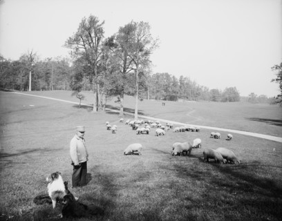 Sheep in Prospect Park, Brooklyn, N.Y., between 1900 and 1905. Creator: Unknown.