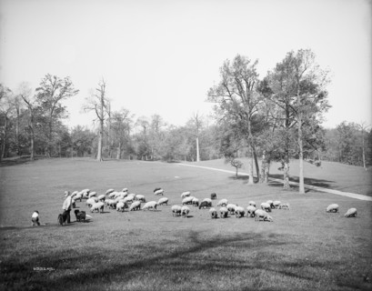 Sheep in Prospect Park, Brooklyn, N.Y., between 1900 and 1905. Creator: Unknown.
