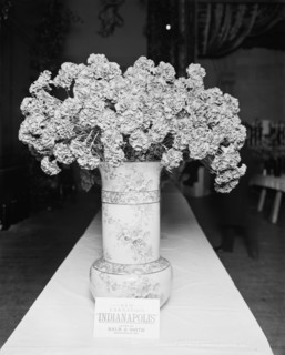 Indianapolis carnation, American Carnation Society Exhibition, Detroit, Mich., between 1900 and 1905 Creator: Unknown.