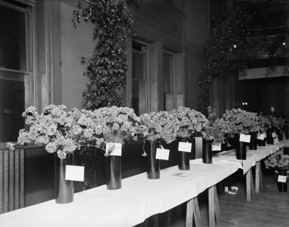 Exhibits, American Carnation Society Exhibition, Detroit, Mich., between 1900 and 1905. Creator: Unknown.