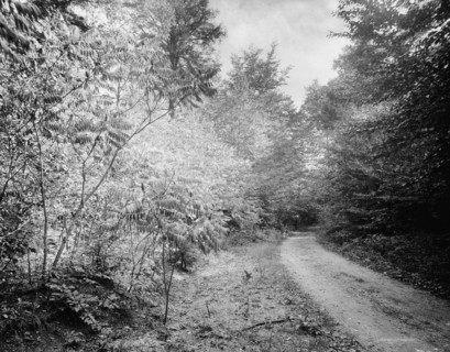 Sumach in autumn, Pittsfield, Mass., c.between 1910 and 1920. Creator: Unknown.
