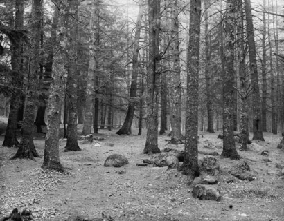 Cathedral Woods, Intervale, N.H., between 1910 and 1920. Creator: Unknown.