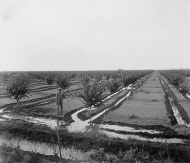 Man in irrigated orchard, probably Pontiac, Ill., between 1900 and 1910. Creator: Unknown.
