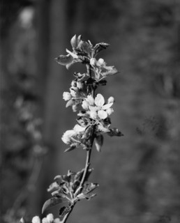 Apple blossoms, between 1900 and 1905. Creator: Unknown.