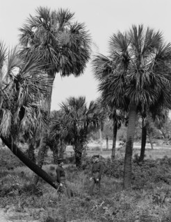 Tybee Island, palmettoes, Savannah, Ga., c1907. Creator: Unknown.