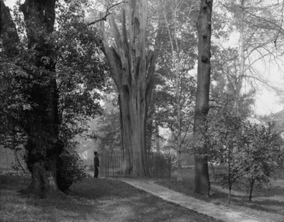 Old tree in Bartram's Park [Bartram's Gardens], Philadelphia, Pa., c1908. Creator: Unknown.
