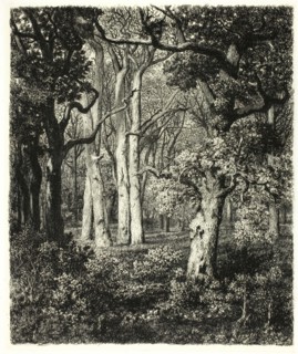 Old Oaks at Bas Bréau, c. 1865. Creator: Adolphe Martial Potemont.
