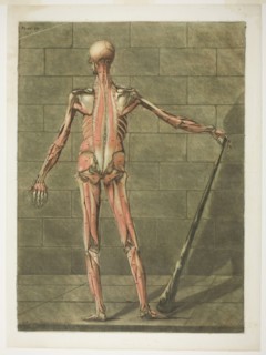 Posterior View of Muscle Man, plate nine from Complete Anatomy Course, 1773. Creator: Arnault Éloi Gautier D’Agoty.