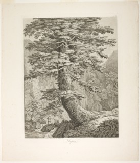 Fir Tree, 1801/02. Creator: Jacob Philip Hackert.