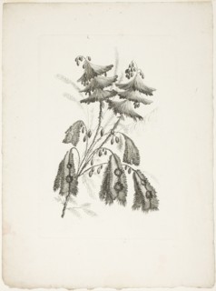 Bouquet, from Collection of New Flowers of Taste for the Manufacture of Persian Cloth..., 1765/70. Creator: Johann Heinrich Hess.