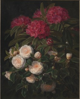 Camellias and rhododendrons, 1852. Creator: Johan Laurentz Jensen.