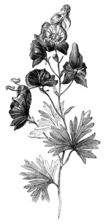 Aconite (Aconitum napellus), Monkshood, or Wolfsbane, 1856.  Creator: Unknown.