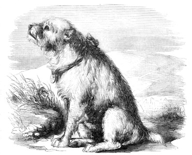 Sandy, from the Crimea, the Dog of the Sappers and Miners, 1856.  Creator: Unknown.