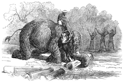 Elephant assisting to lay down water-pipes near Kandy, in Ceylon, 1856.  Creator: Unknown.