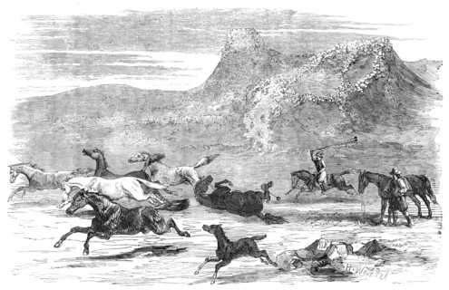 The Spanish-American Guachos [sic] catching wild horses, in the Falkland Islands, 1856.  Creator: Harrison Weir.