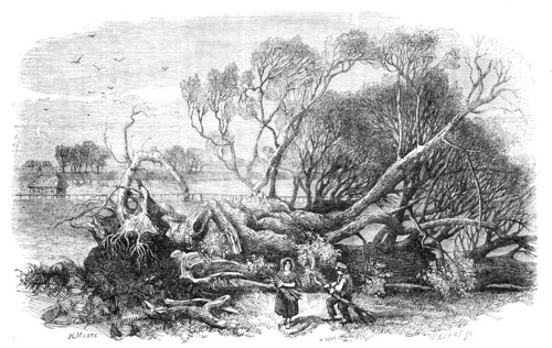 Elm-Tree blown down in Hyde-Park, May 7th, 1856.  Creator: Edmund Evans.