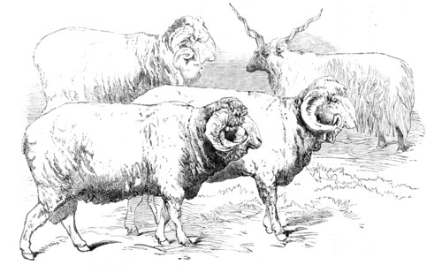 Prize Animals from the Cattle Show, at Paris, 1856.  Creator: Unknown.