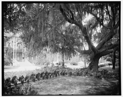 Old oak at Tampa Bay Hotel, Florida, c1902. Creator: William H. Jackson.