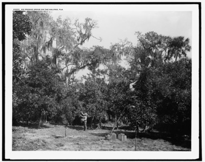 An orange grove on the Halifax, Fla., between 1880 and 1897. Creator: William H. Jackson.