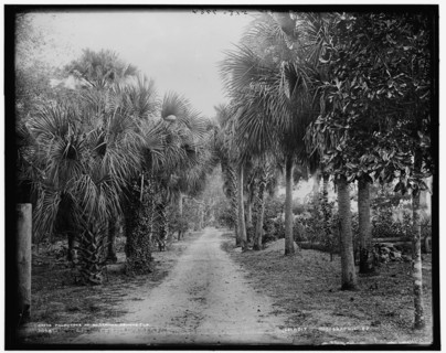 Palmettos at Bostrom's, Ormond, Fla., between 1880 and 1897. Creator: William H. Jackson.