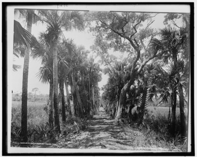 Old Causeway, near Ormond, Fla., c1894. Creator: William H. Jackson.