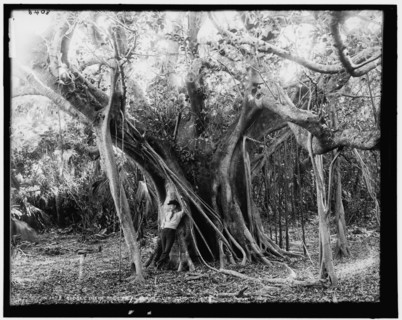 Rubber tree, Lake Worth, Fla., between 1880 and 1897. Creator: William H. Jackson.