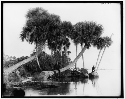 Studies in palms, Sebastian Creek, Florida, between 1880 and 1897. Creator: William H. Jackson.