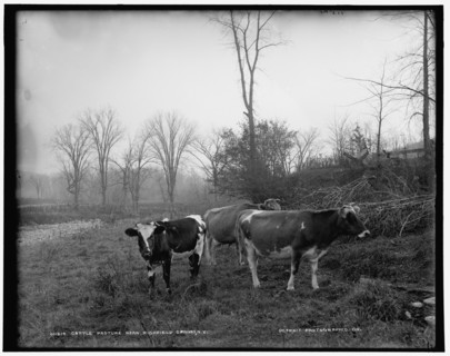 Cattle pasture near Richfield Springs, N.Y., between 1890 and 1901. Creator: Unknown.
