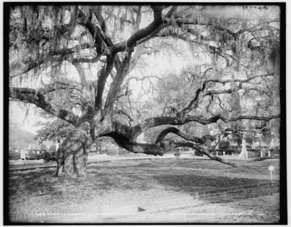 Magnolia Cemetery, live oaks, Charleston, S.C., c1900. Creator: Unknown.