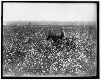 Cotton fields at Dahomey, Miss., between 1900 and 1910. Creator: Unknown.