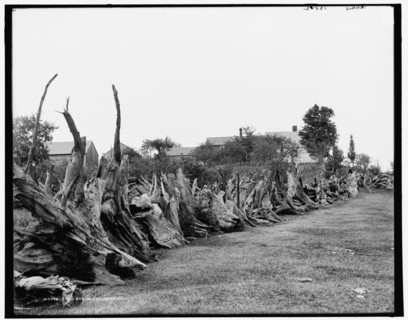 A New England stump fence, between 1890 and 1901. Creator: Unknown.