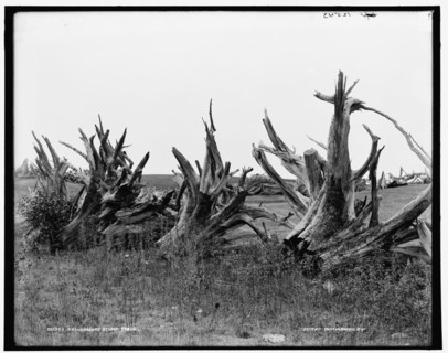 A New England stump fence, between 1890 and 1901. Creator: Unknown.