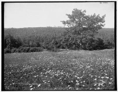 Kaaterskill Mountain wild flowers, Catskill Mountains, N.Y., (1902?). Creator: Unknown.