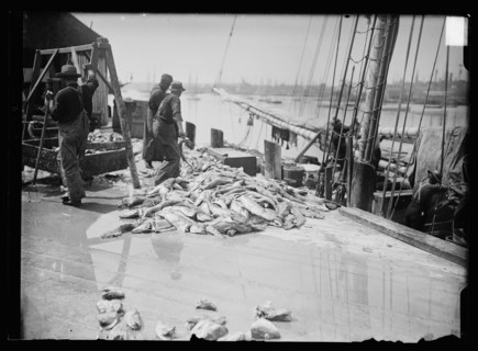 Unloading Gorton's codfish, Gloucester, Mass., between 1900 and 1915. Creator: Unknown.
