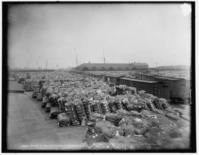 Cotton at railway terminus, Savannah, Ga., between 1890 and 1901. Creator: Unknown.