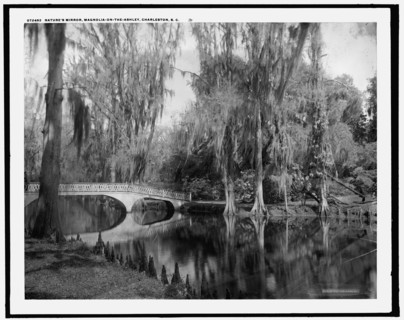 Nature's mirror, Magnolia-on-the-Ashley, Magnolia Gardens, Charleston, S.C., between 1910 and 1920. Creator: Unknown.