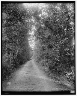 Lover's [sic] Lane at Maplewood, Bethlehem, White Mountains, c1901. Creator: Unknown.