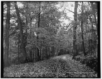 On the eleven mile drive near Ishpeming, Mich., October leaves, c1898. Creator: Unknown.