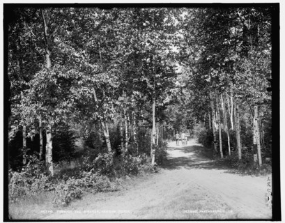 Through the birches, Harbor Beach, between 1890 and 1901. Creator: Unknown.