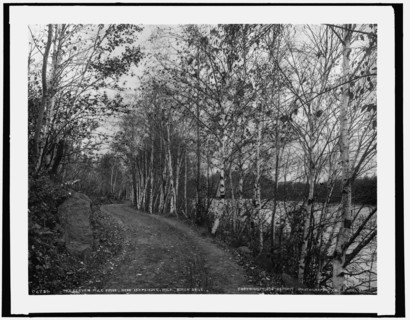 On the eleven mile drive near Ishpeming, Mich., birch drive, c1898. Creator: Unknown.