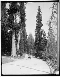 Driveway in Stanley Park, Vancouver, B.C., (1902?). Creator: Unknown.